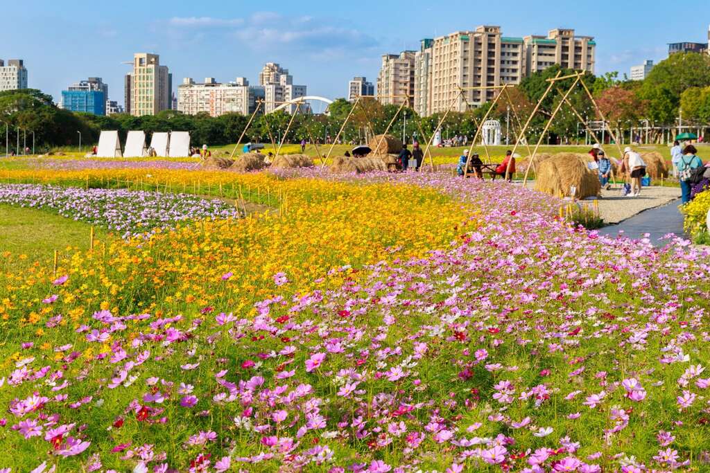 古亭河濱花海盛開，花期至2月底。圖片來源：台北市政府水利處
