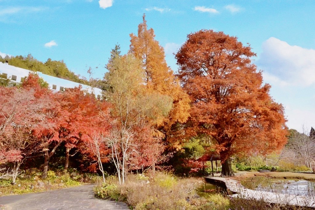 牧野植物園。 圖片來源：誠亞國際