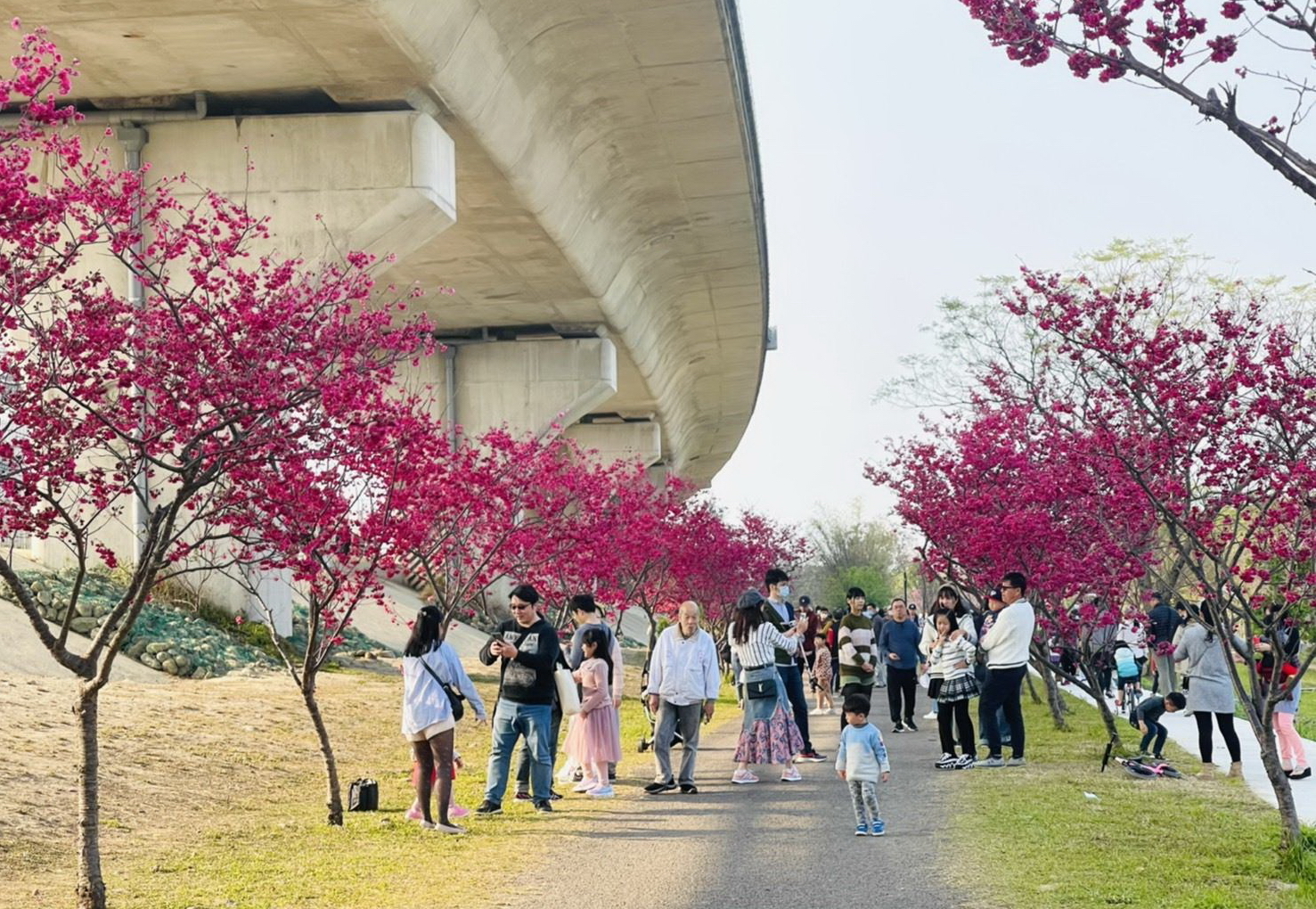 竹東河濱公園有著約2公里長、2000多株的櫻花樹。圖片來源：新竹縣政府