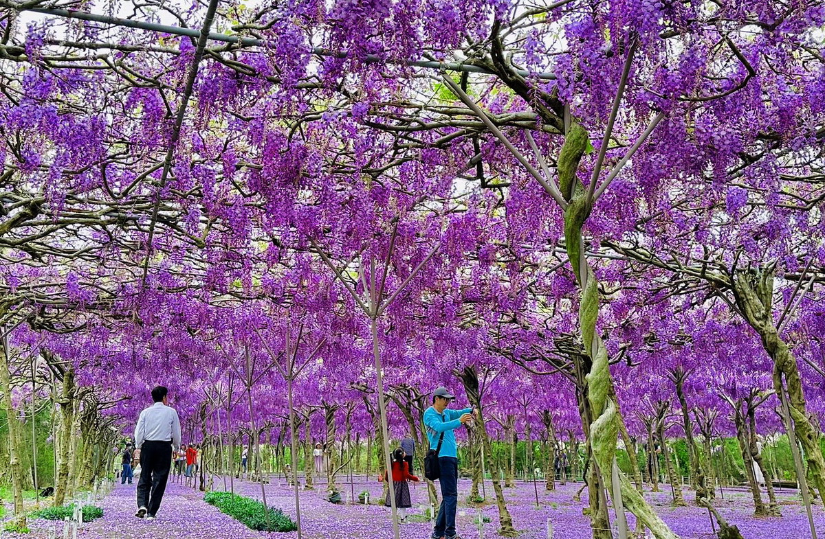淡水紫藤花園有著全台最壯觀的藤花隧道。圖片來源：淡水紫藤花園fb