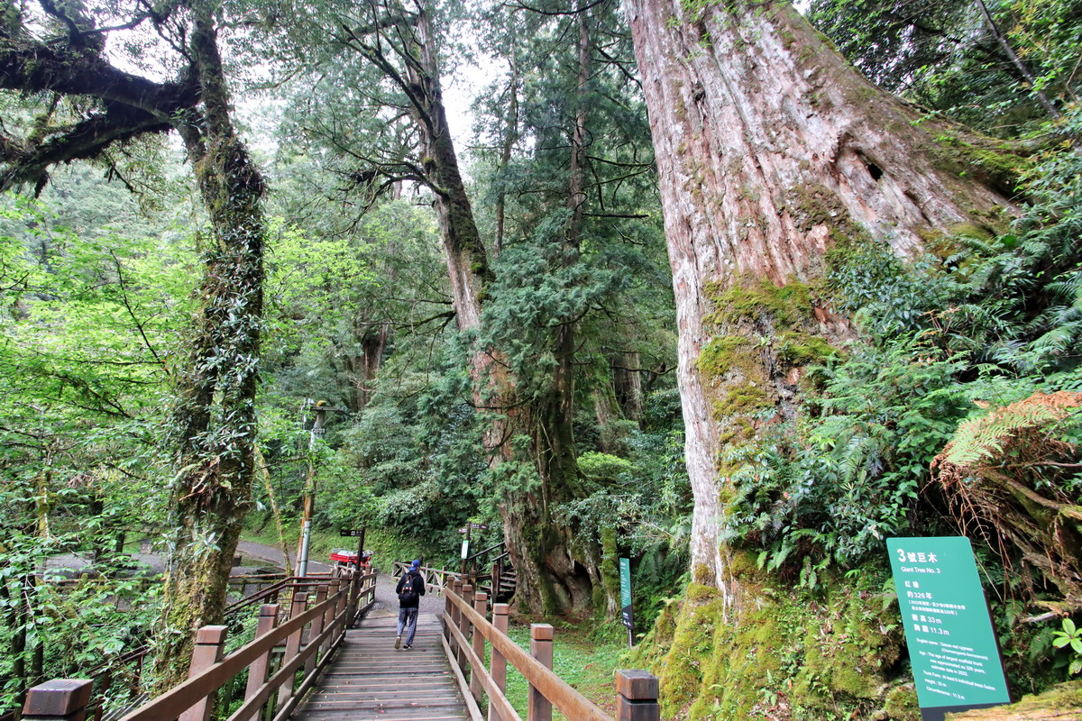 拉拉山國家森林遊樂區有22棵400～1495年的巨木群，一路健行探訪非常享受。