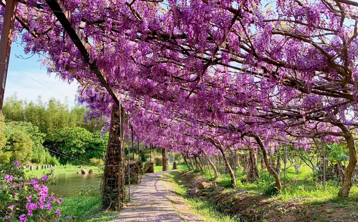 全台唯一被日本認可的淡水紫藤花園，每年只開放不到20天。圖片來源：淡水紫藤花園fb