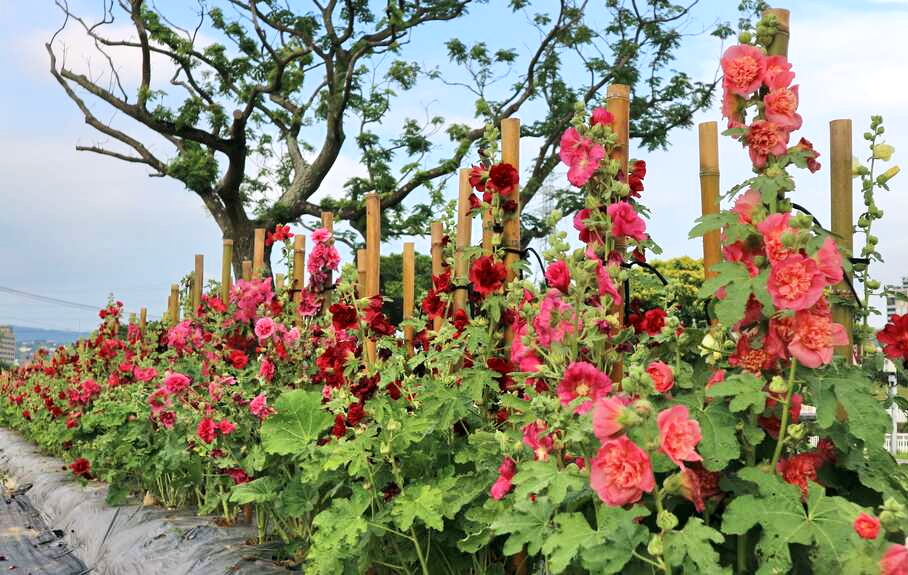 2100棵蜀葵花將北市河濱公園妝點成花海一片。圖片來源：北市府工務局水利處