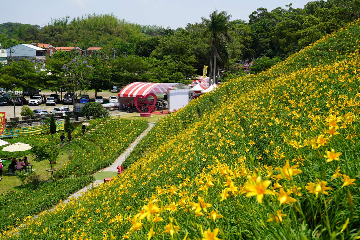 虎山巖金針花,預計5月母親節前後花開最盛。圖片來源:參山國家風景區