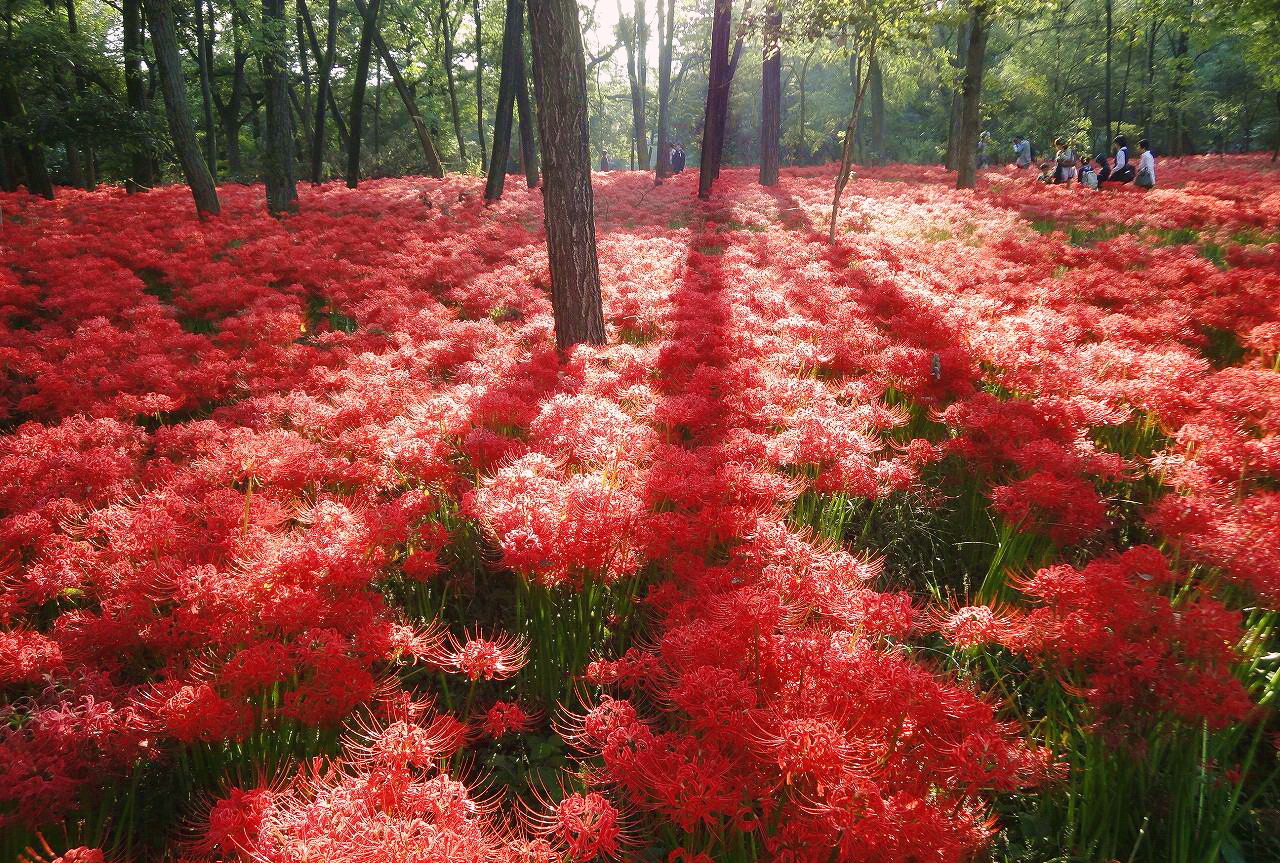 巾着田曼珠沙華公園。圖片來源：埼玉縣日高市政府