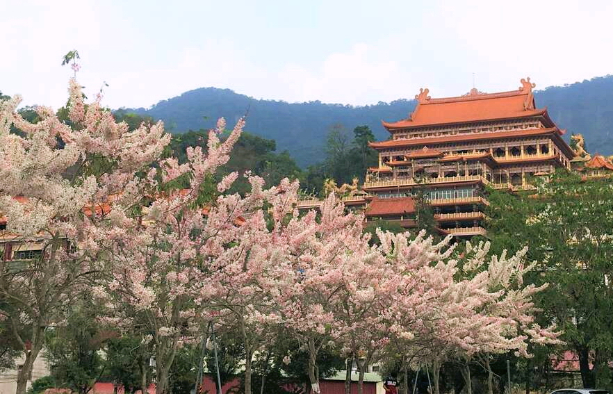 南化區玉山寶光聖堂，種有300多棵的花旗木。圖片來源：台南市政府