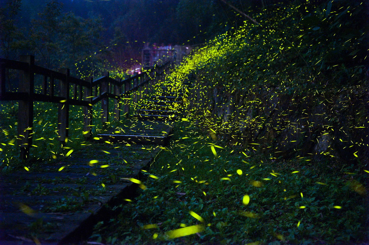 竹崎光華社區螢火蟲盛況。圖片來源：嘉義縣政府