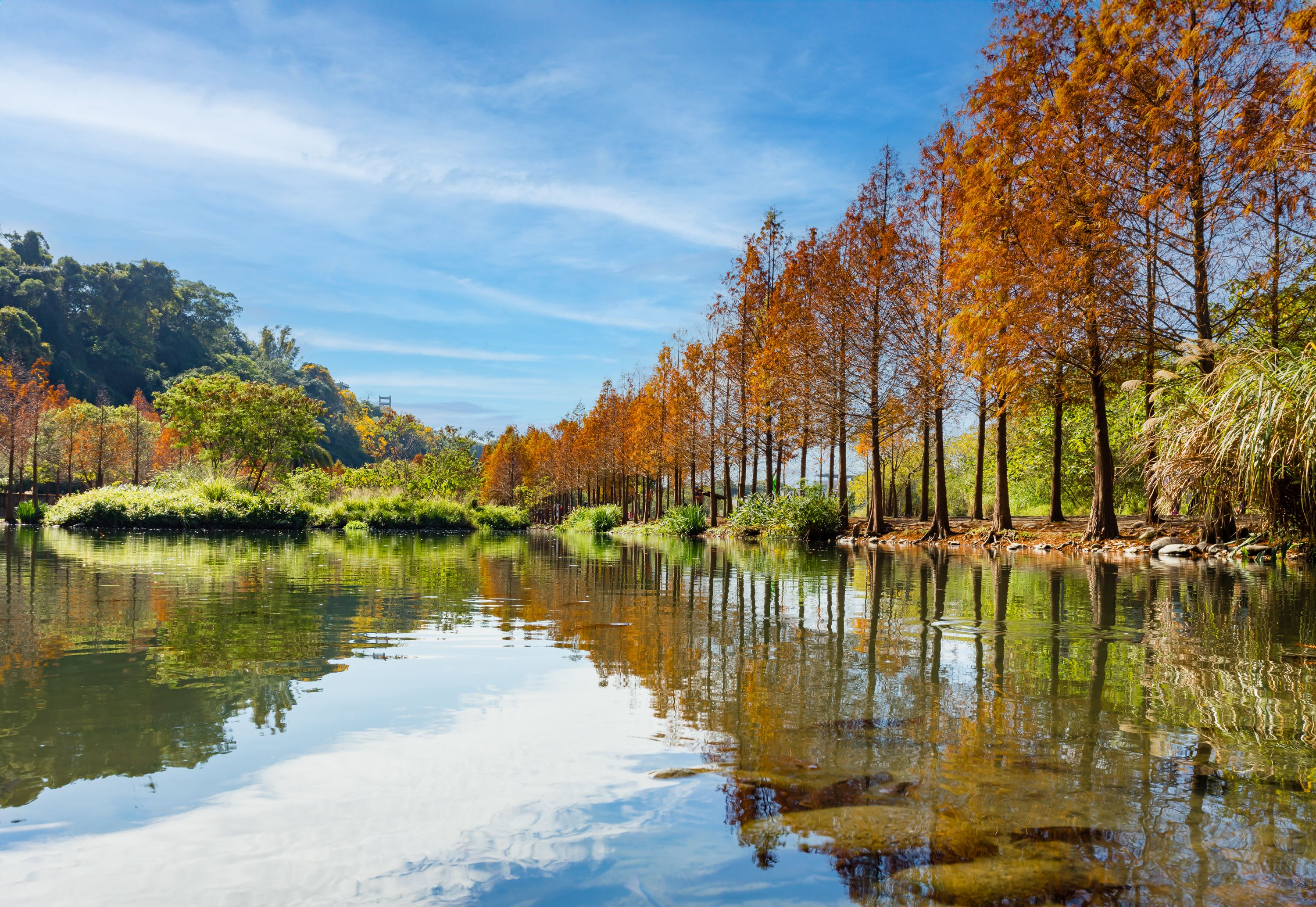 月眉人工濕地生態公園的370棵落羽松，目前已全部變色。圖片來源：桃園市政府水務局