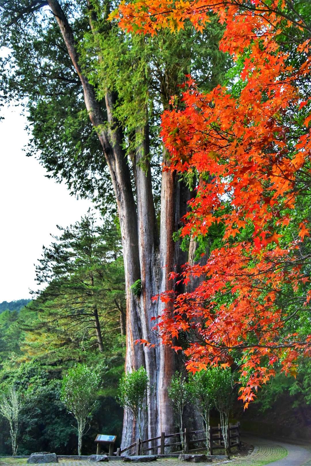 雪山神木步道沿途現已可看到紅葉美景。圖片來源：台灣山林悠遊網