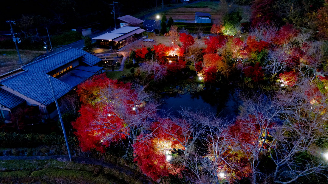 料亭夕月夜楓。圖片來源：京都府觀光連盟