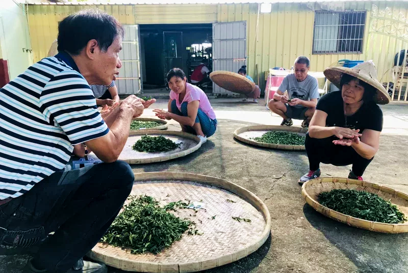 2日體驗可學習製茶技術、感受茶園的農事生活。圖片來源：苗栗縣政府