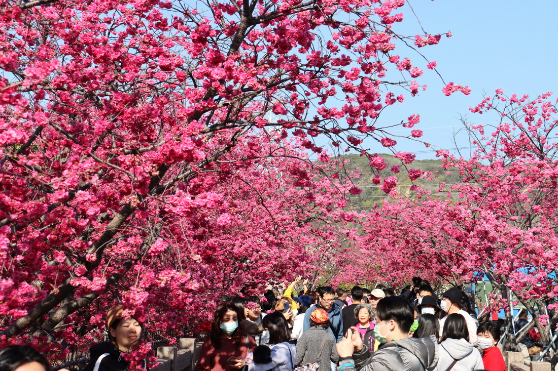 台中大甲警分局泰安派出所，今年的櫻花季為2/25～3/10。