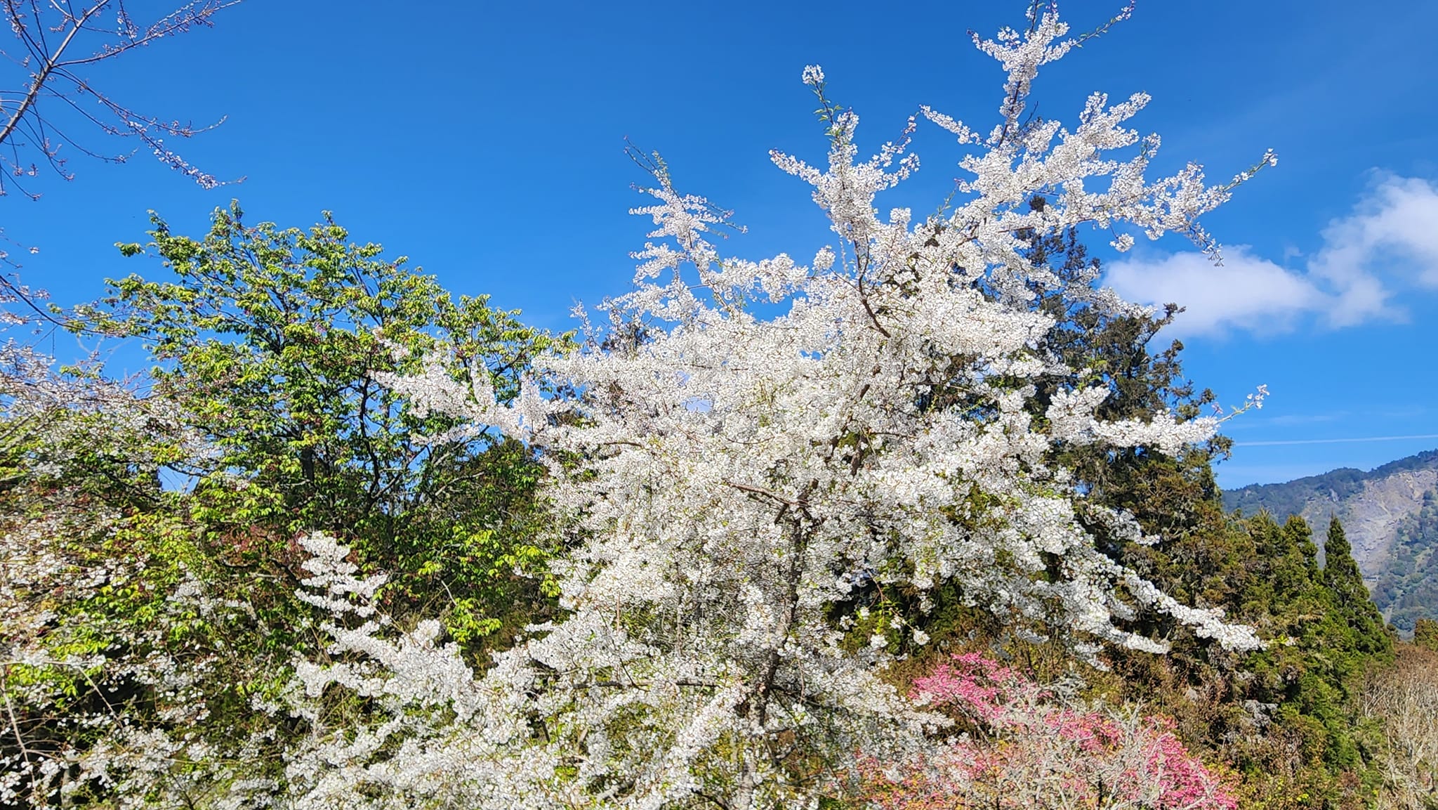 阿里山國家森林遊樂區內的櫻花已逐漸盛開。圖片來源：阿里山國家森林遊樂區