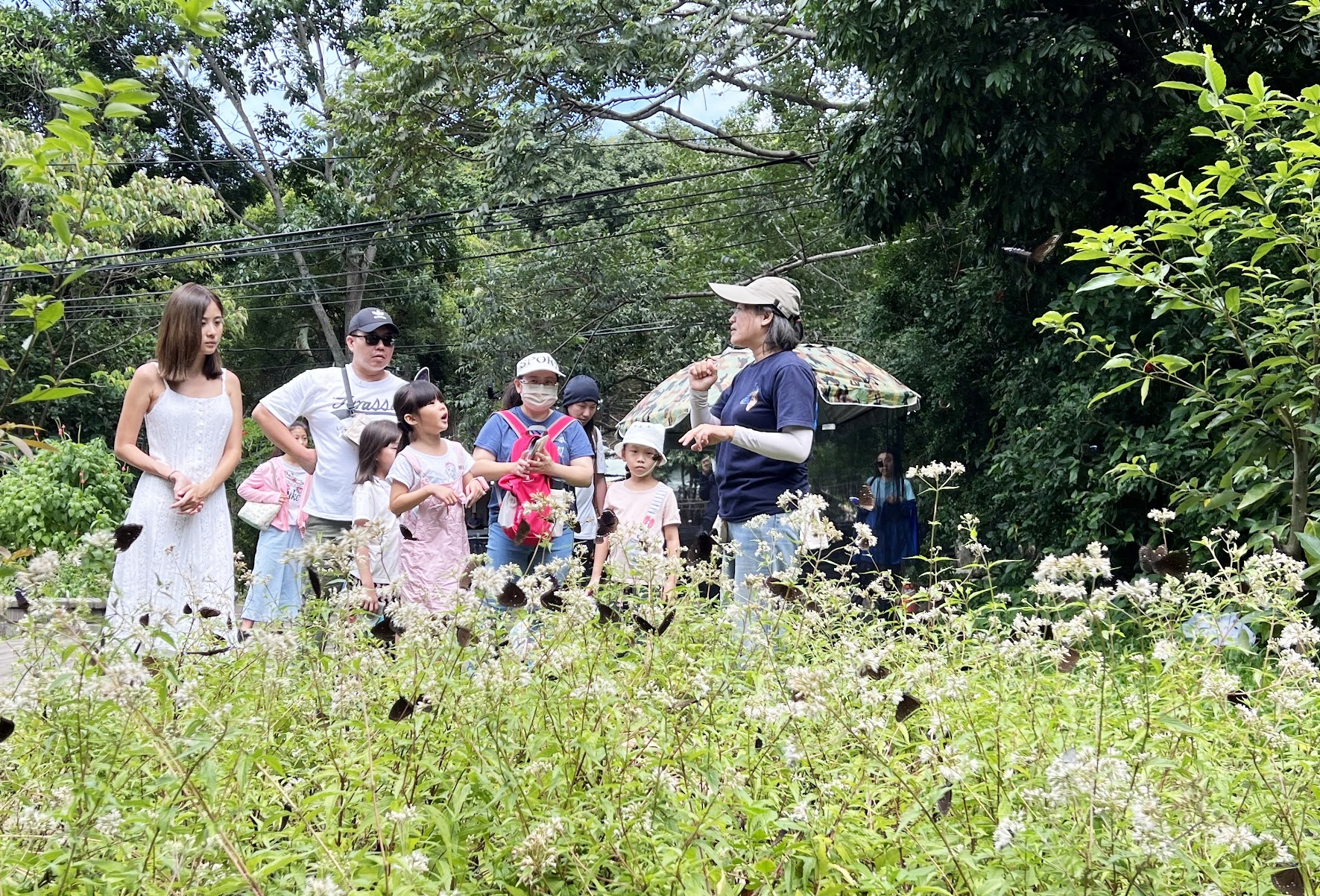 夏季賞蝶活動中,可見到園區內多元的蝴蝶等生態。圖片來源:台中市政府