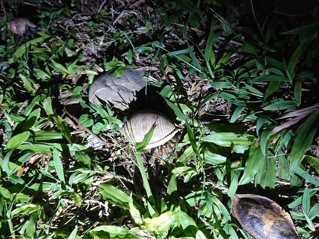 夜探活動能認識寄居蟹的習性、了解牠們如何挑選合適的家。圖片來源:東管處