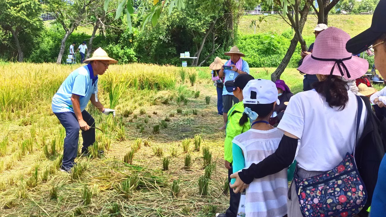 新北濕地割稻趣活動，讓大、小朋友可實際體驗割稻樂趣。圖片來源：新北市政府