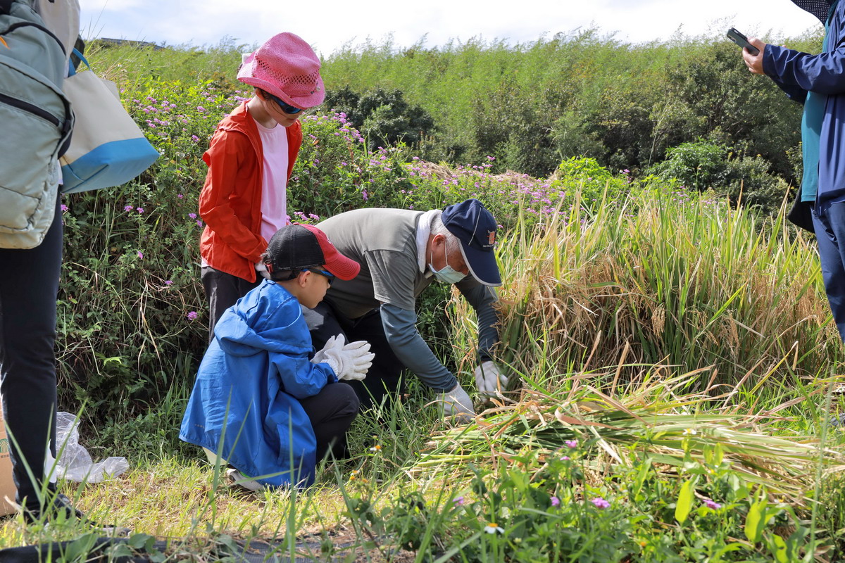 鵝尾山水田每年的插秧及收割活動，成為北市近郊食農教育的示範地點。圖片來源：台北市政府