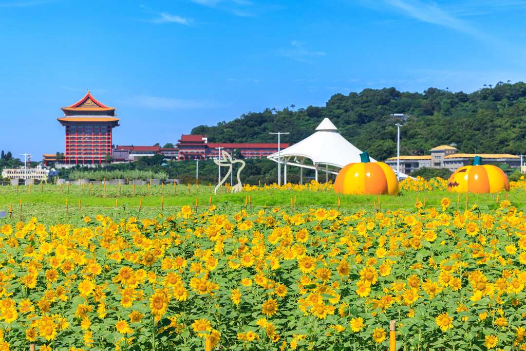 向日葵與遠處的圓山飯店，交織出秋日台北絕美風情。圖片來源：高北市政府