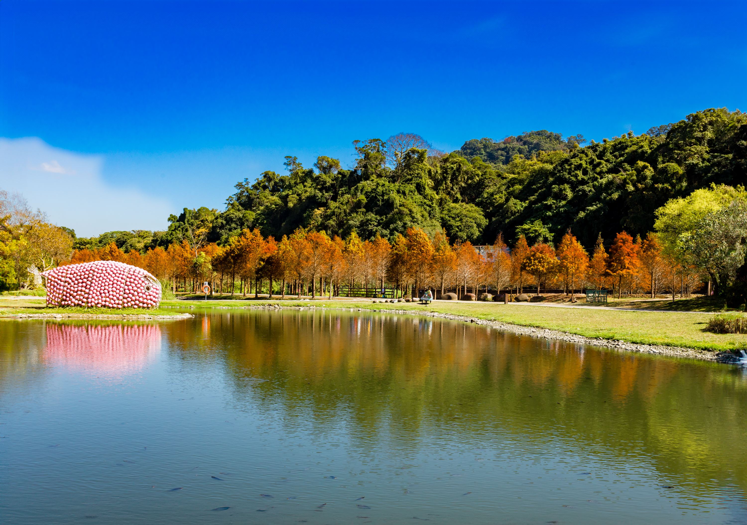 山光水色加上繽紛的落羽松，成為月眉人工濕地生態公園最美季節特色，圖片來源：桃園市政府水務局