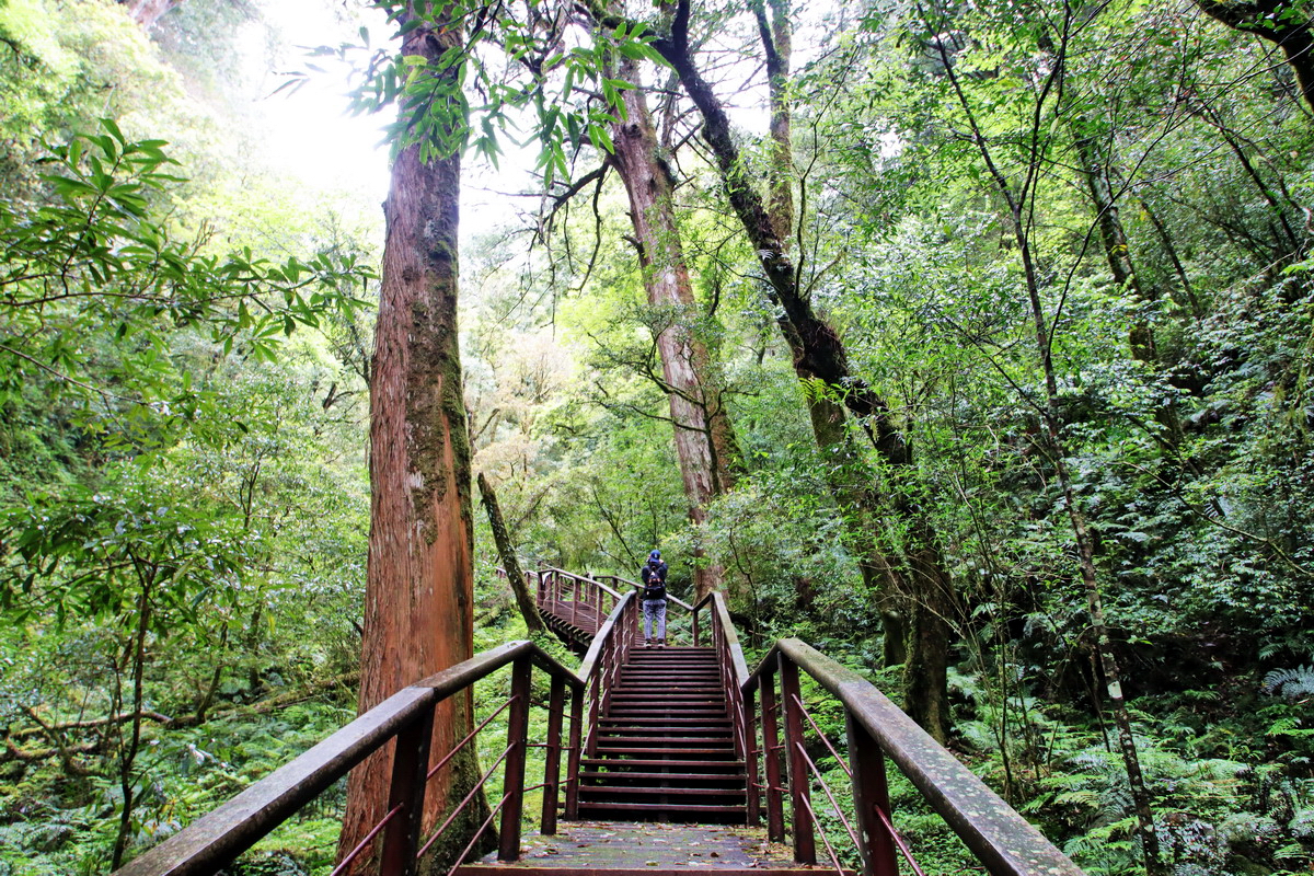 拉拉山國家森林遊樂區以24棵紅檜、台灣扁柏巨木聞名。