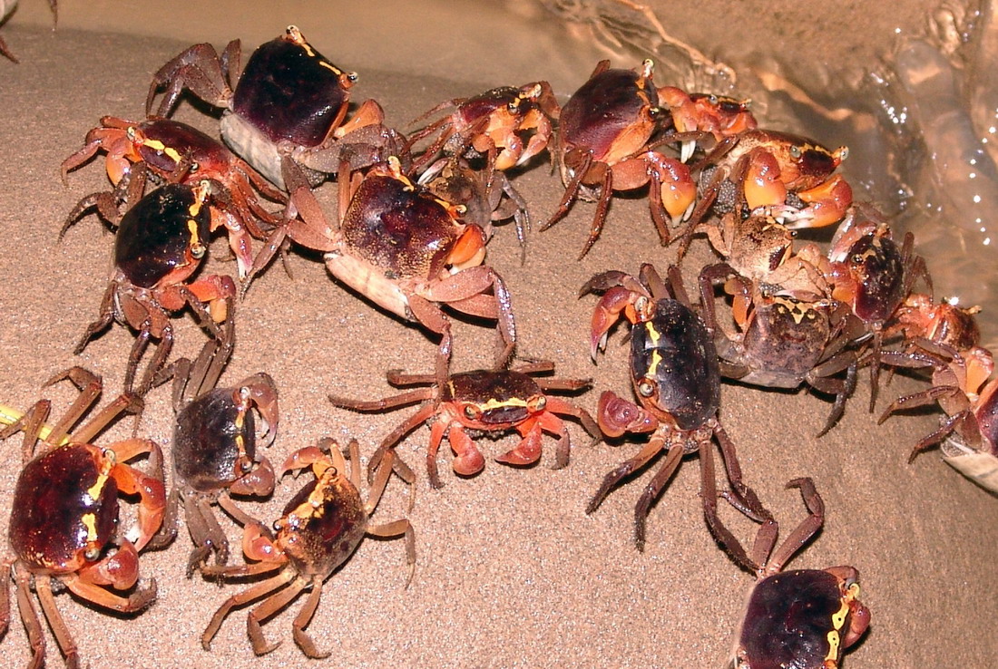 橫越台26線到海岸的抱卵母蟹。圖片來源：墾丁國家公園