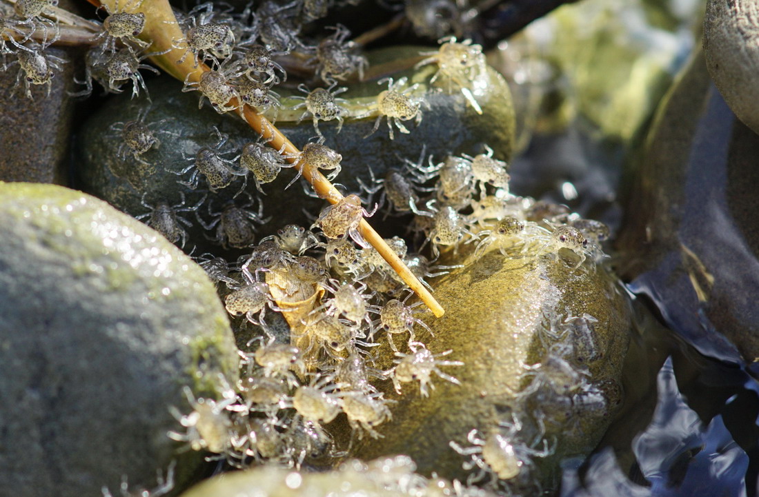 剛出生不久的陸蟹。圖片來源：墾丁國家公園