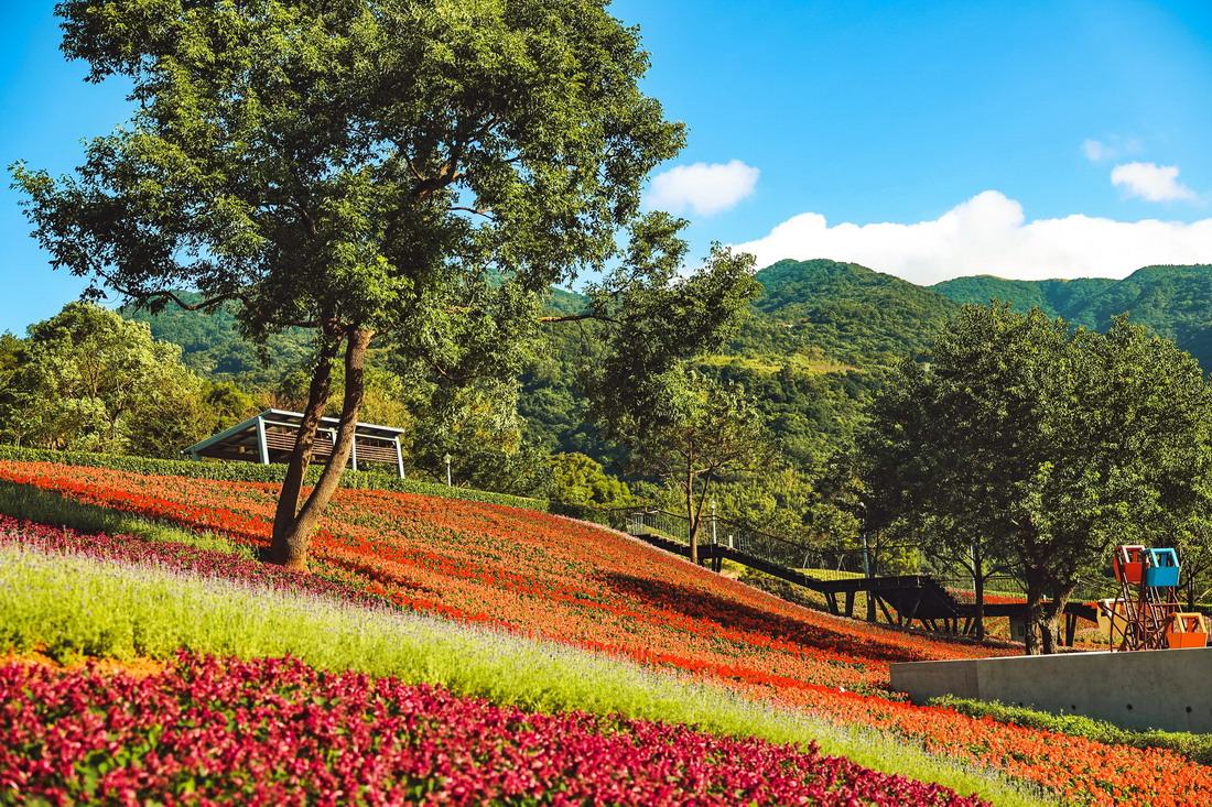 每年2、3月，北投三層崎公園絢爛的彩虹花田登場，讓這裡有台版富良野之稱。圖片來源：台北市政府