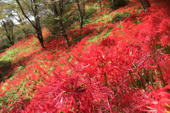 城山公園。圖片來源：栃木県觀光局