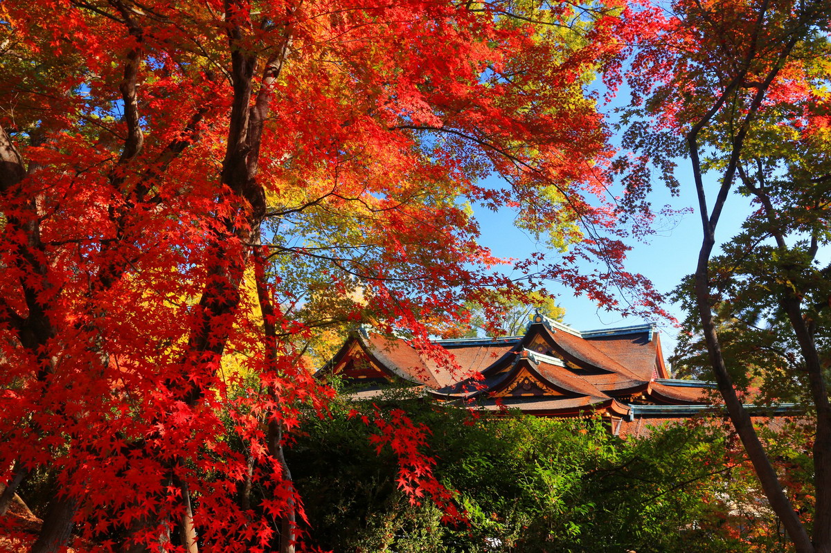 京都2024年秋葉最佳觀賞點，黃葉約11/28，紅葉約12/12。圖片來源：日本觀光局