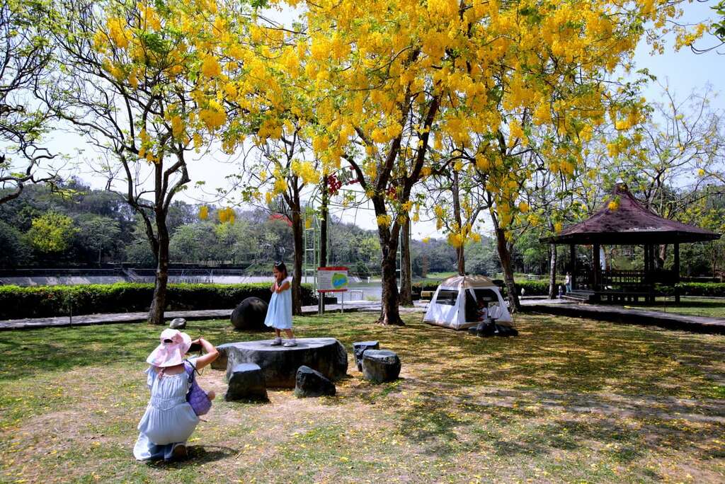 2024虎頭埤阿勃勒花季已經悄然展開，台南市府將於5/25、26舉辦健走、小農市集等活動。圖片來源：台南市政府