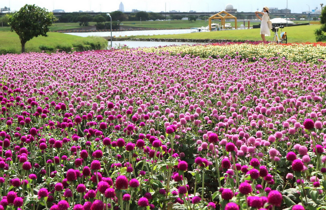 4萬草花打造的「野花系特色花海」，地點在大直附近的美堤河濱公園。圖片來源：北市水利處