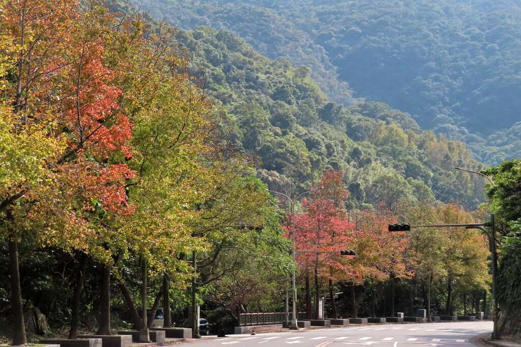 至善路三段的楓香現況。圖片來源：台北市政府
