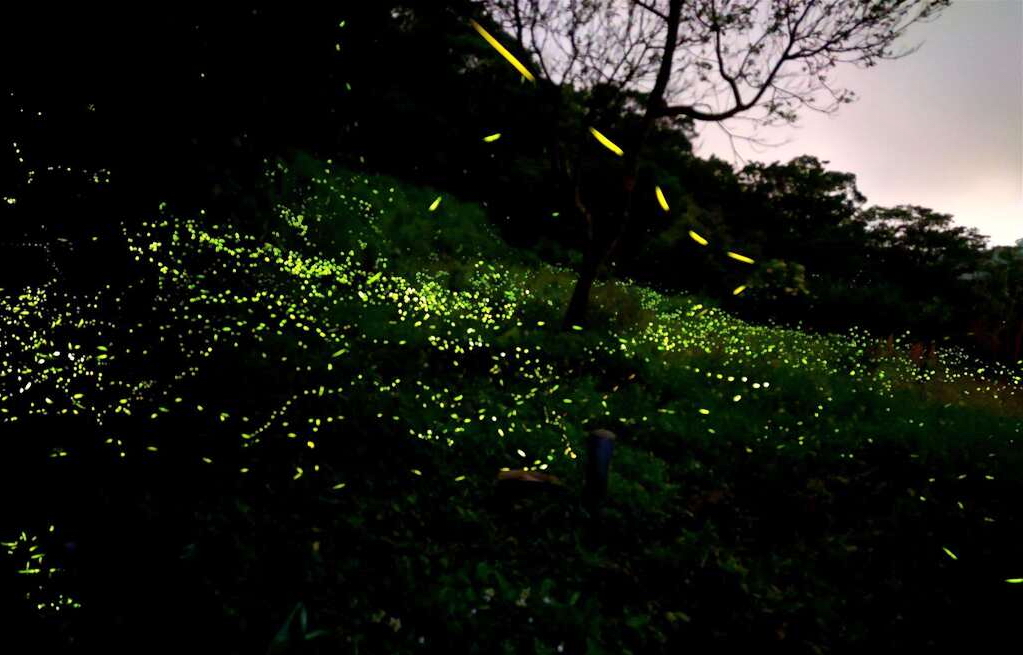 南港茶葉製造示範場螢火蟲美景。圖片來源：台北市政府