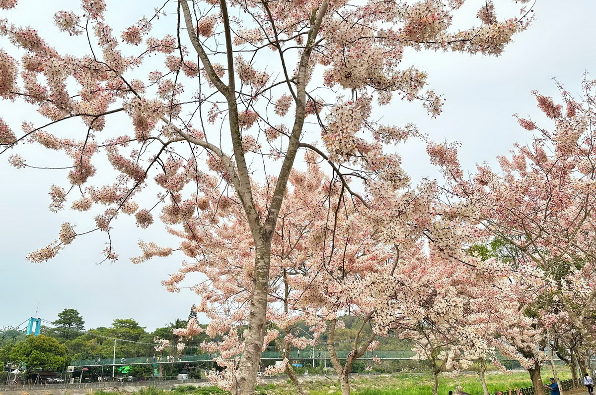 鄰近阿拉伯粉紅村的竹崎親水公園，也種有大片的花旗木。圖片來源：慢遊嘉義fb