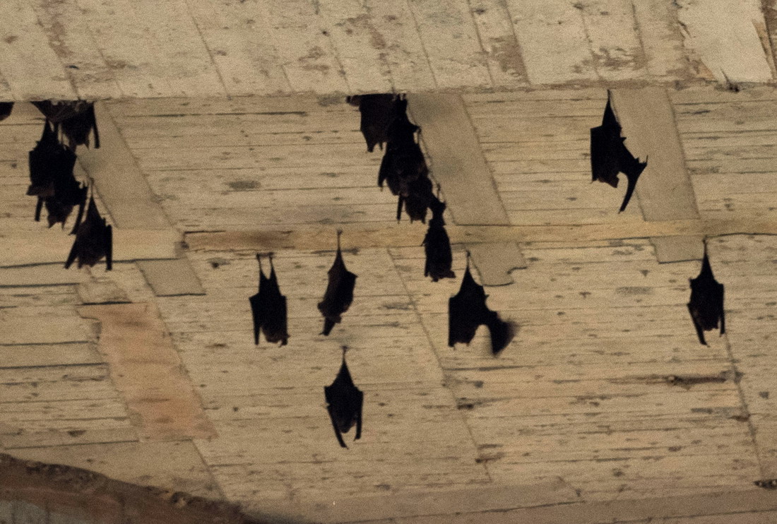 蝙蝠洞內的台灣葉鼻蝠。圖片來源：北市府大地處