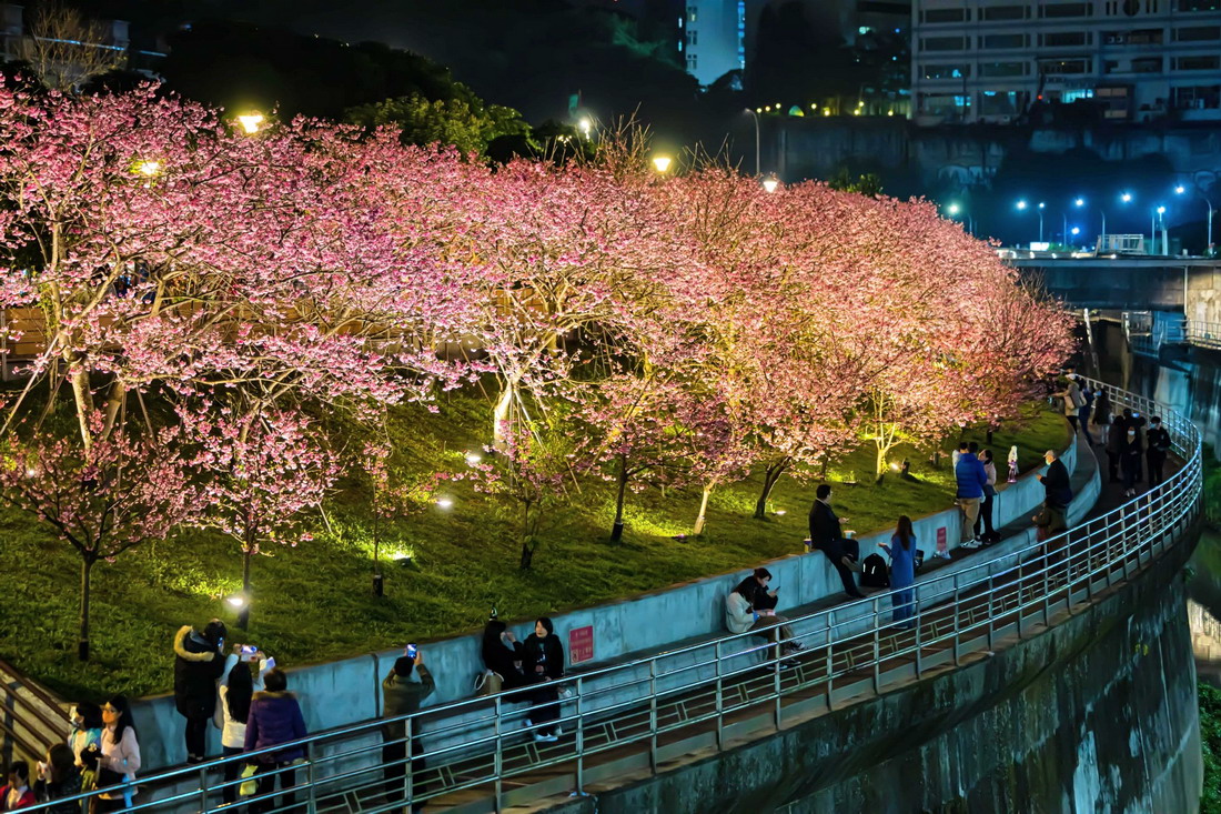 今年的樂活夜櫻季時間為1/26～2/29。圖片來源：台北市政府