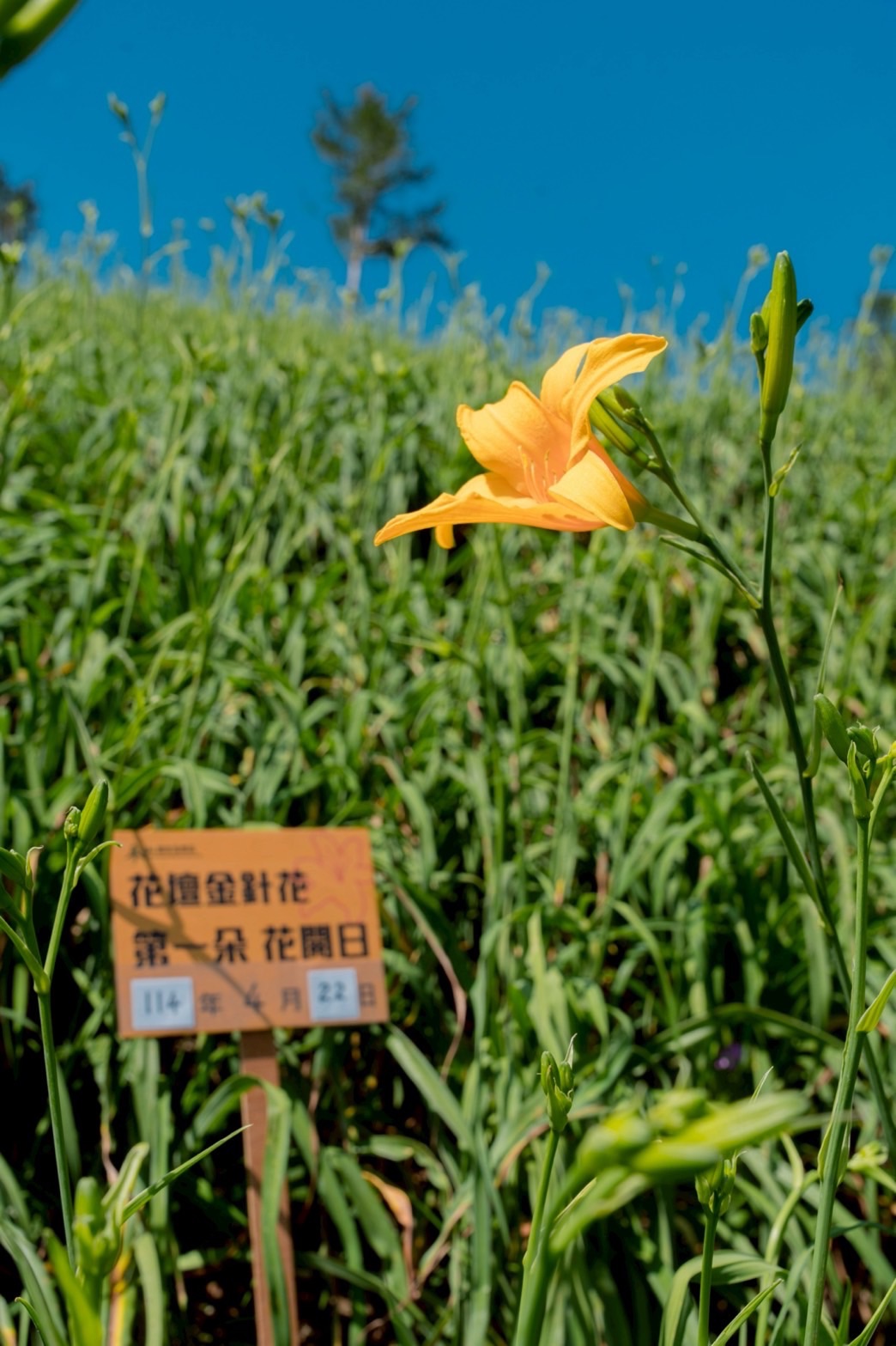 2025年虎山巖第一朵金針花。圖片來源:參山國家風景區