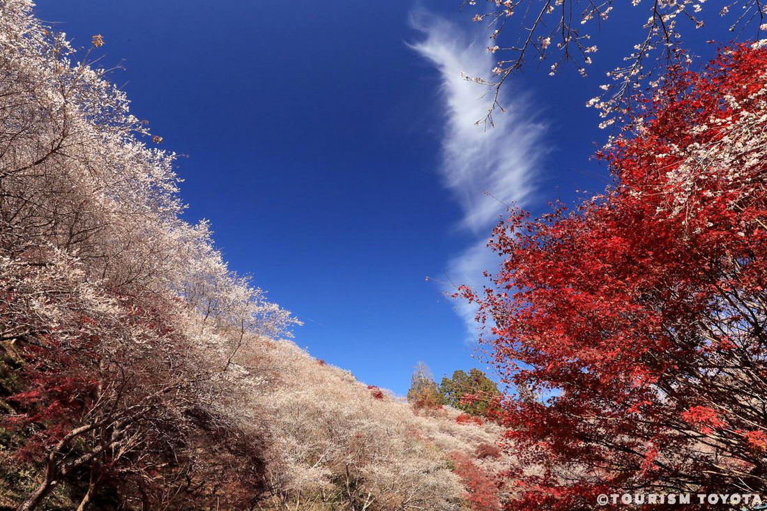 小原四季櫻可欣賞到紅葉與櫻花同框畫面。圖片來源：TOURISM TOYOTA