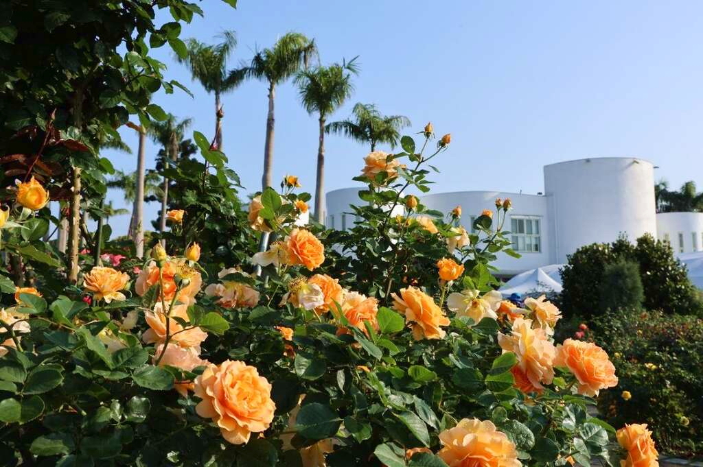 台北玫瑰展可見800種、5000多株以上的玫瑰齊綻放。圖片來源：台北市政府