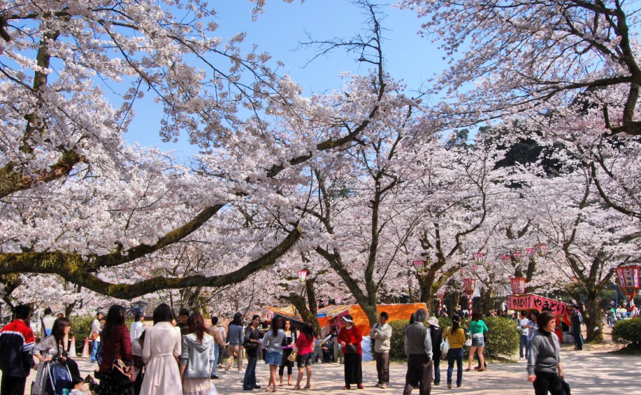 倉吉打吹公園櫻花盛況。圖片來源：鳥取縣政府