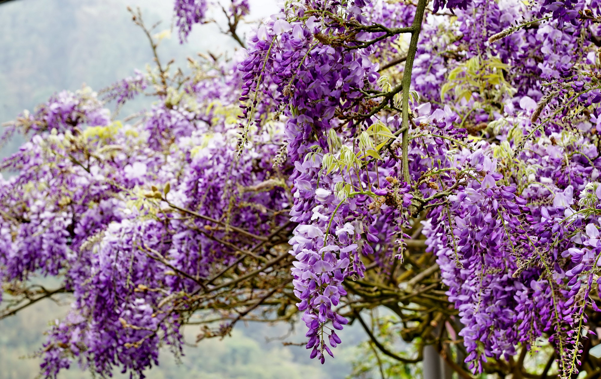 瑞里166縣道的紫藤花，花期可至3月底。圖片來源：嘉義縣政府