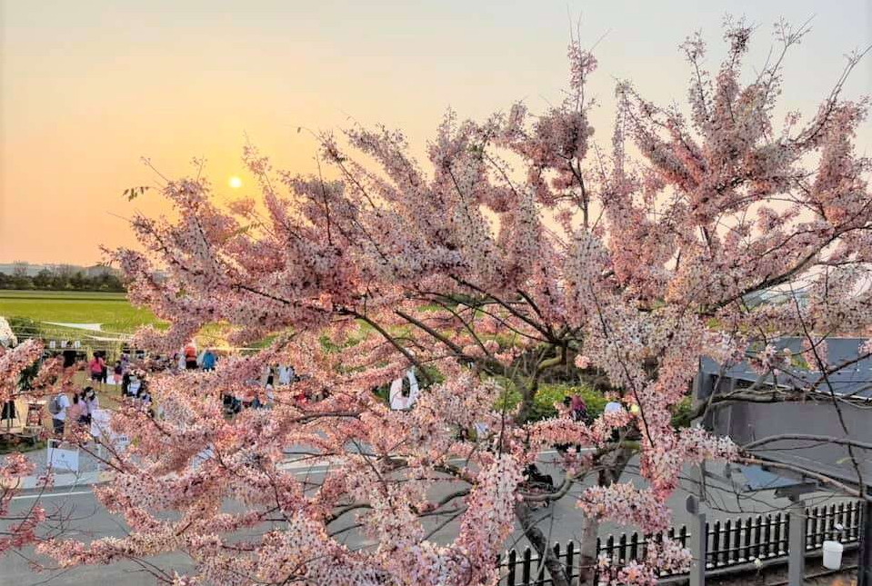 西港區金砂里的花旗木與夕照美景。圖片來源：台南市政府