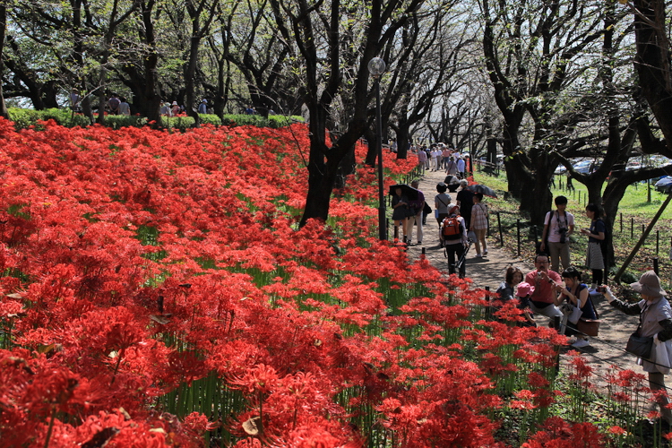 権現堂公園。圖片來源：幸手市觀光協會