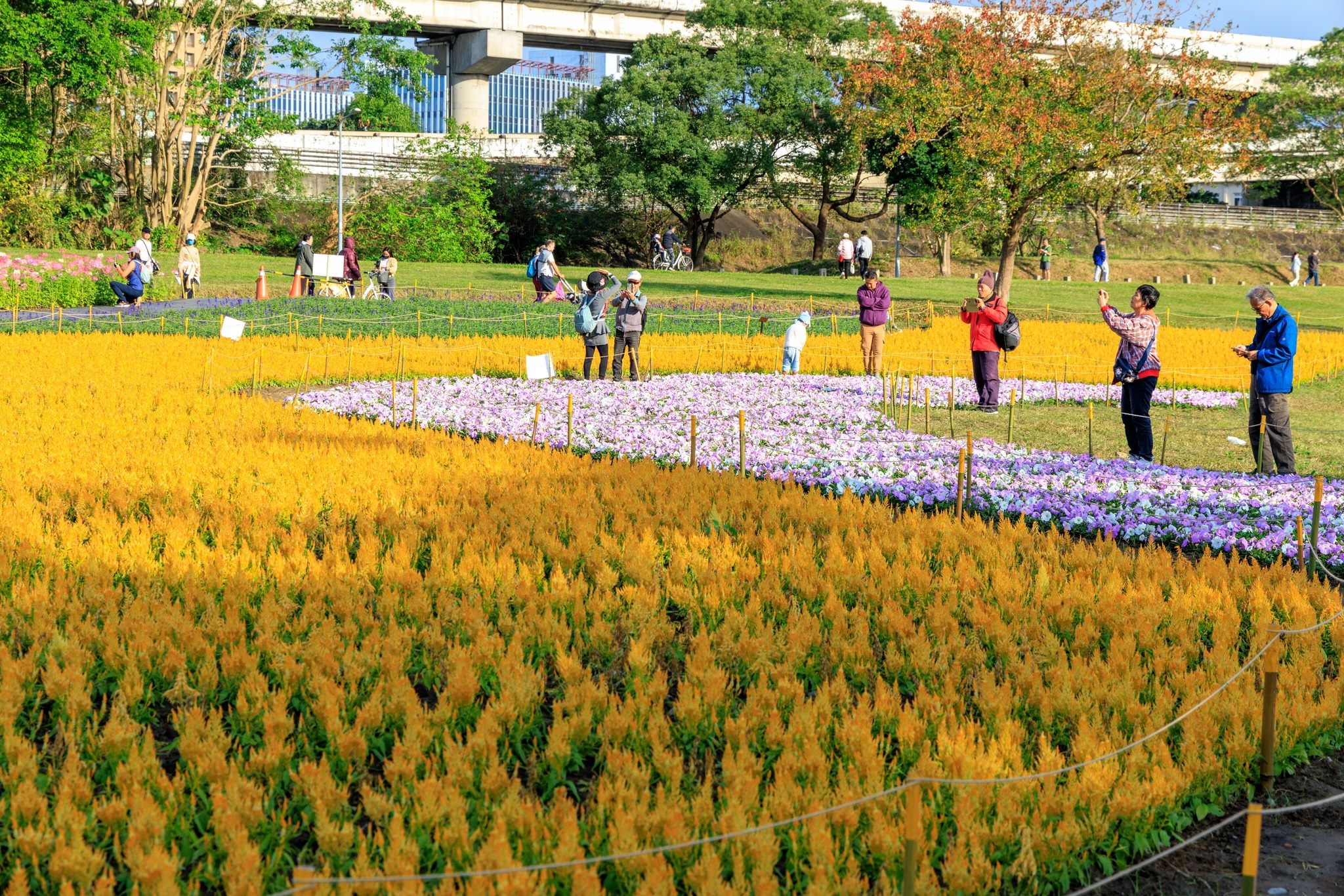 黃色系火焰雞冠花，像一道金色波浪貫穿花田。圖片來源：台北市政府水利局