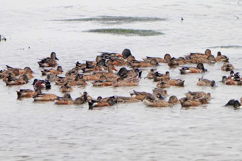香山濕地觀察到琵嘴鴨群聚。圖片來源：新竹市政府