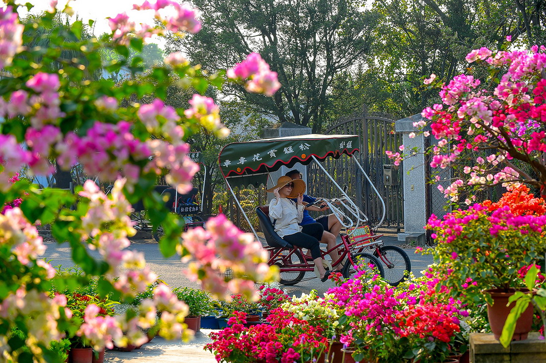 田尾公路花園的九重葛花海。圖片來源：彰化旅遊資訊網