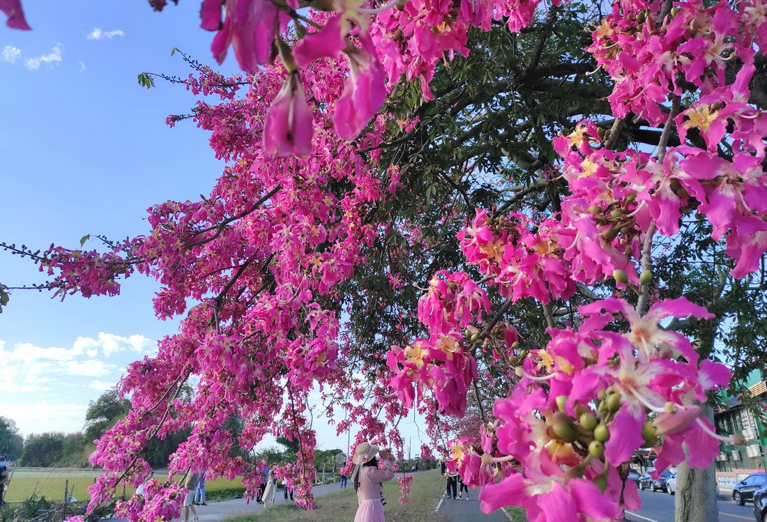 北斗河濱公園美人樹盛開。圖片來源：彰化旅遊資訊網